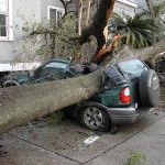 tree on car in hurricane