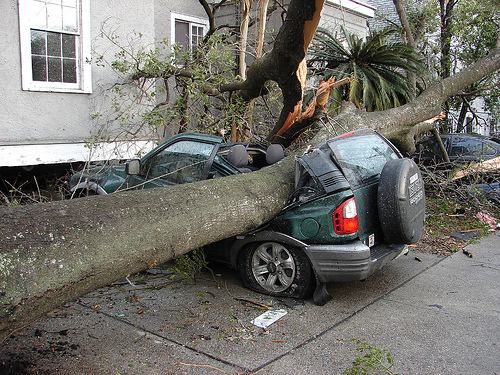 tree on car in hurricane