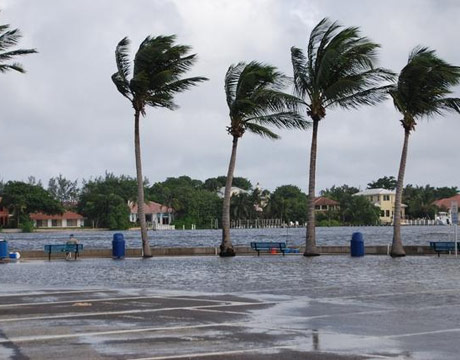 hurricane winds blowing palm trees on a beach